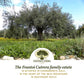 Frantoi Cutrera - Segreto Degli Iblei - Extra Virgin Olive Oil - Sicilian D.O.P Certified Italian, Pure 2022/23 Early Harvest Fi