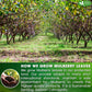 Premium Mulberry Leaf Tea Bags. No Sugar, No Caffeine, No Gluten, Vegan.