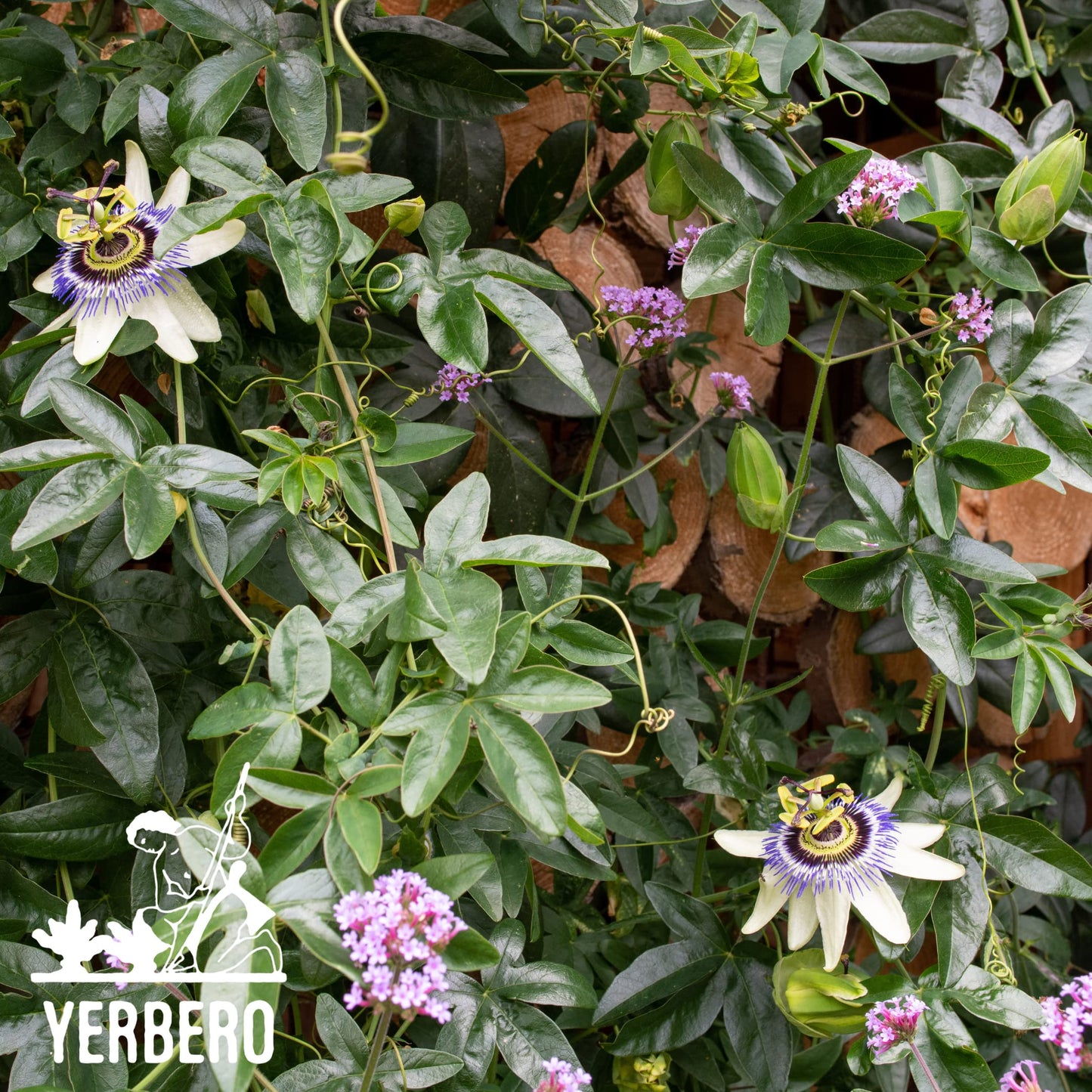 YERBERO Passion Flower Herbal Tea 3.5oz WildCrafted Resealable Bag 100% Natural Gluten-free