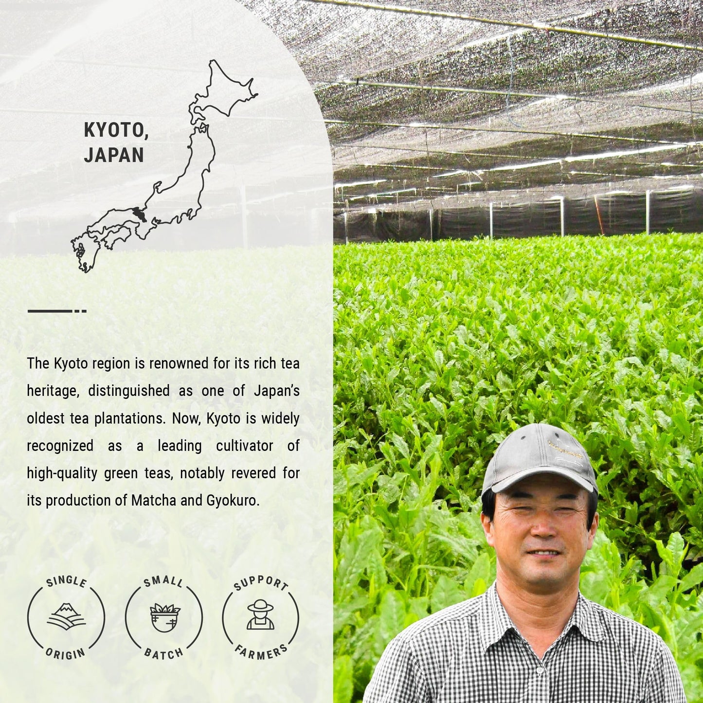 Senbird Organic Gyokuro, Japanese Shade Grown Green Tea - Mikado From Kyoto Japan - Imperial Loose Leaf Green Tea In Airtight Te
