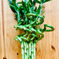 Generic Live Lucky Bamboo 12    Spiral Shape Bamboo Plant 10 Unit, Green