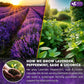 FRESHDRINKUS Lavender Mint Tea, 100% Natural, 35 Tea Bags, Vegan, No Sugar, No Caffeine