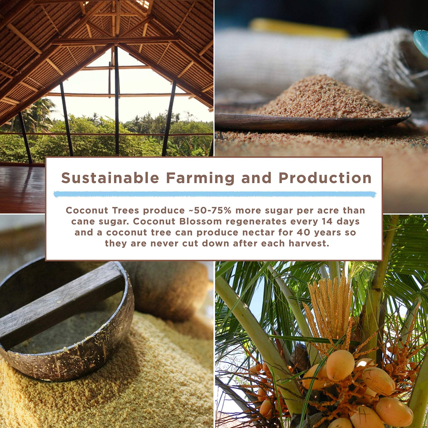 Big Tree Farms Organic Vanilla Coconut Sugar, Unrefined Cane Sugar Replacement, 14 Oz (Pack of 3)