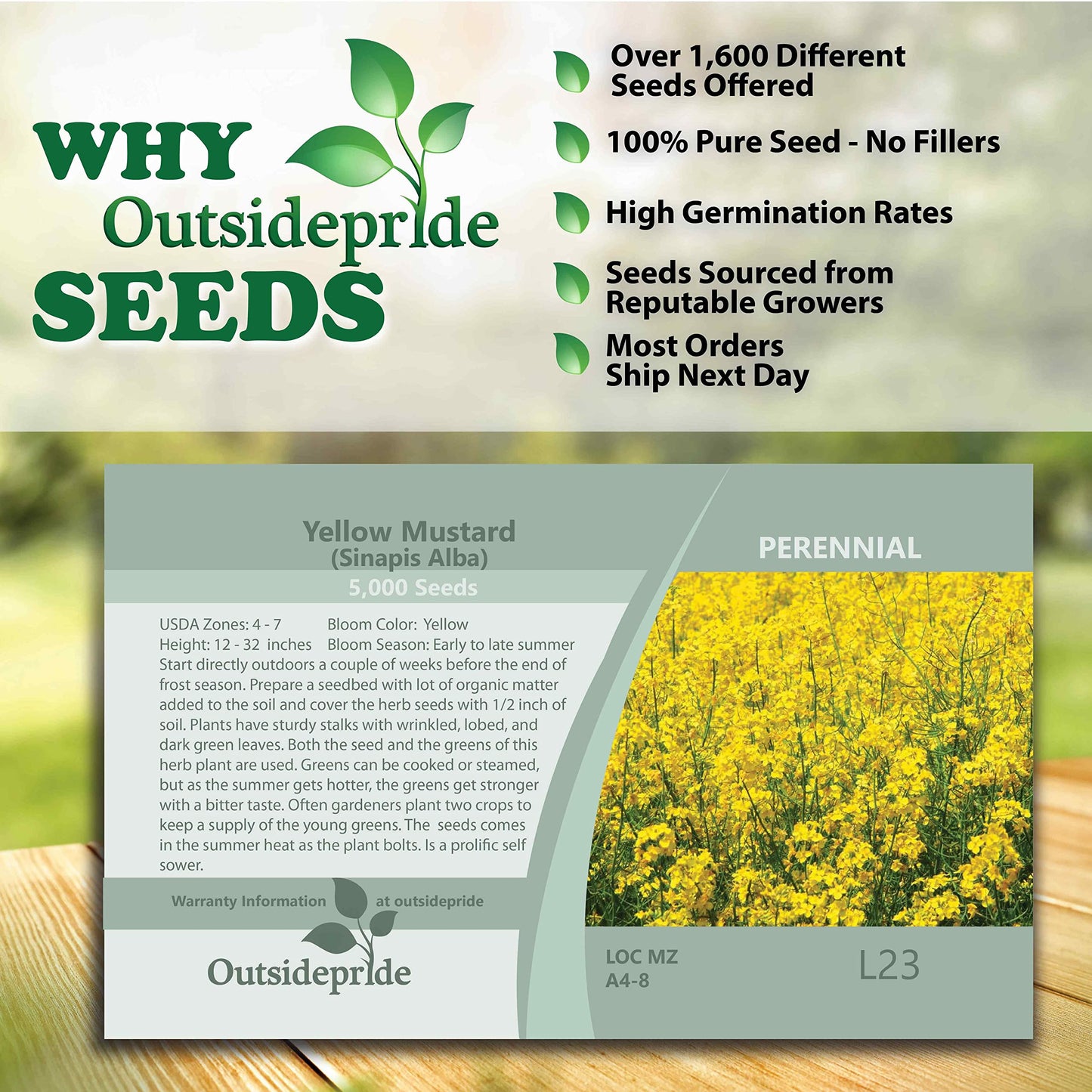 Outsidepride 5000 Seeds Annual Yellow Mustard Herb Garden Seed For Microgreens, Sprouts, & Cooking