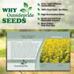 Outsidepride 10000 Seeds Annual Yellow Mustard Herb Garden Seed For Microgreens, Sprouts, & Cooking