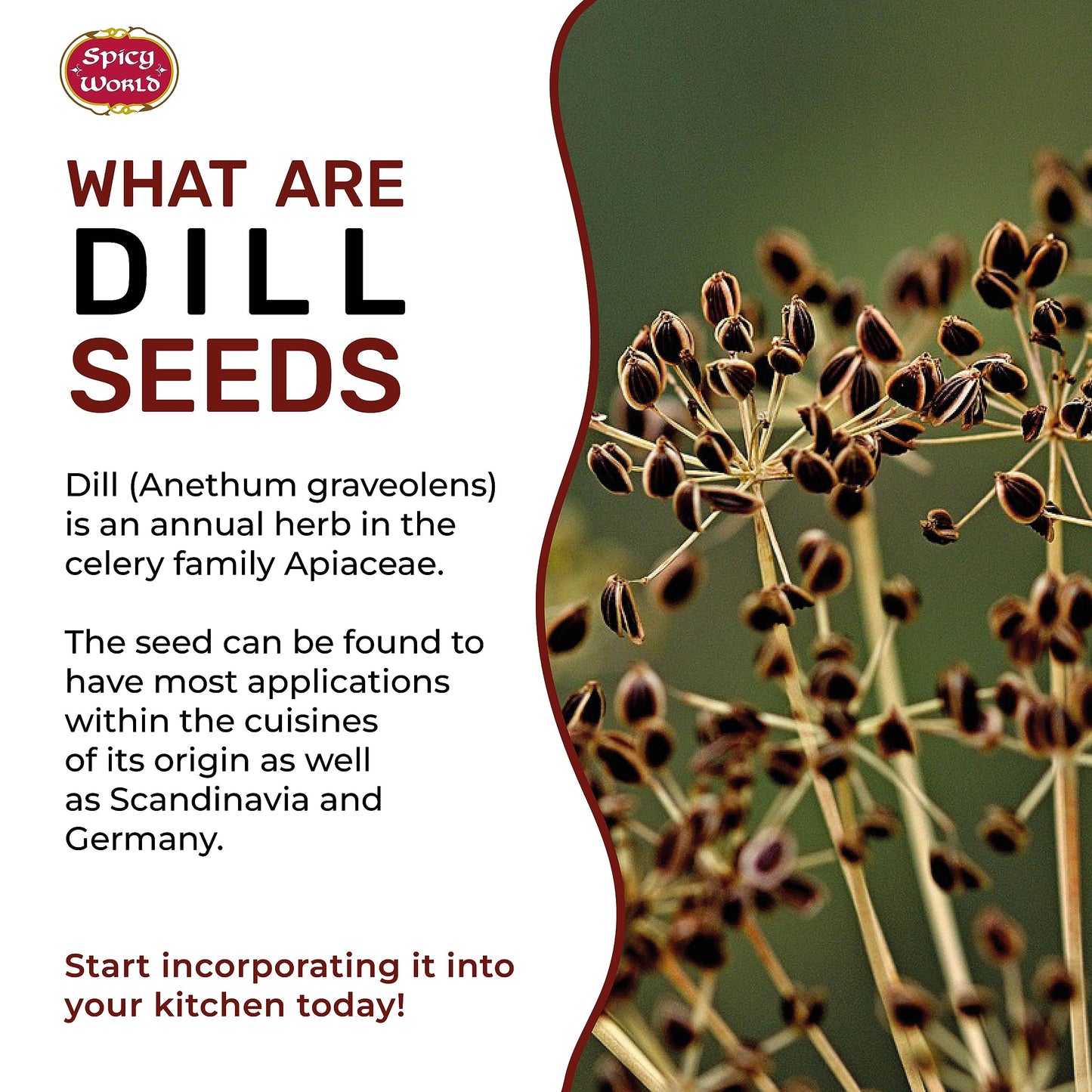 Dill Seeds 5 Pounds Bulk (Suva)
