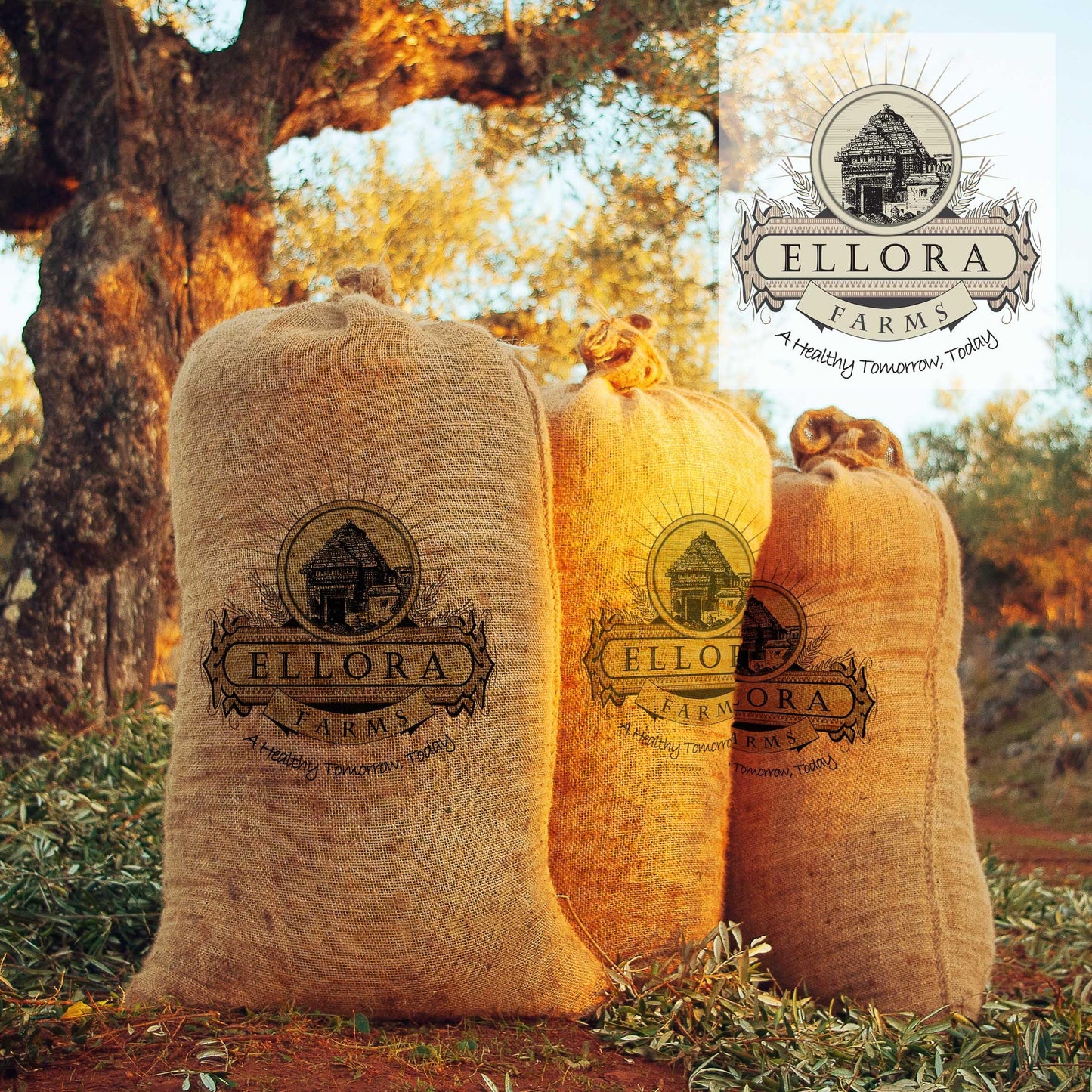 Ellora Farms Olive Oil Extra Virgin, Traceable & Certified PDO Polyphenol Rich Extra Virgin Olive Oil Cold Pressed, Global Gold