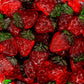 Smarty Stop Gummy Collections (Strawberries, 2 Pound (Pack Of 1))