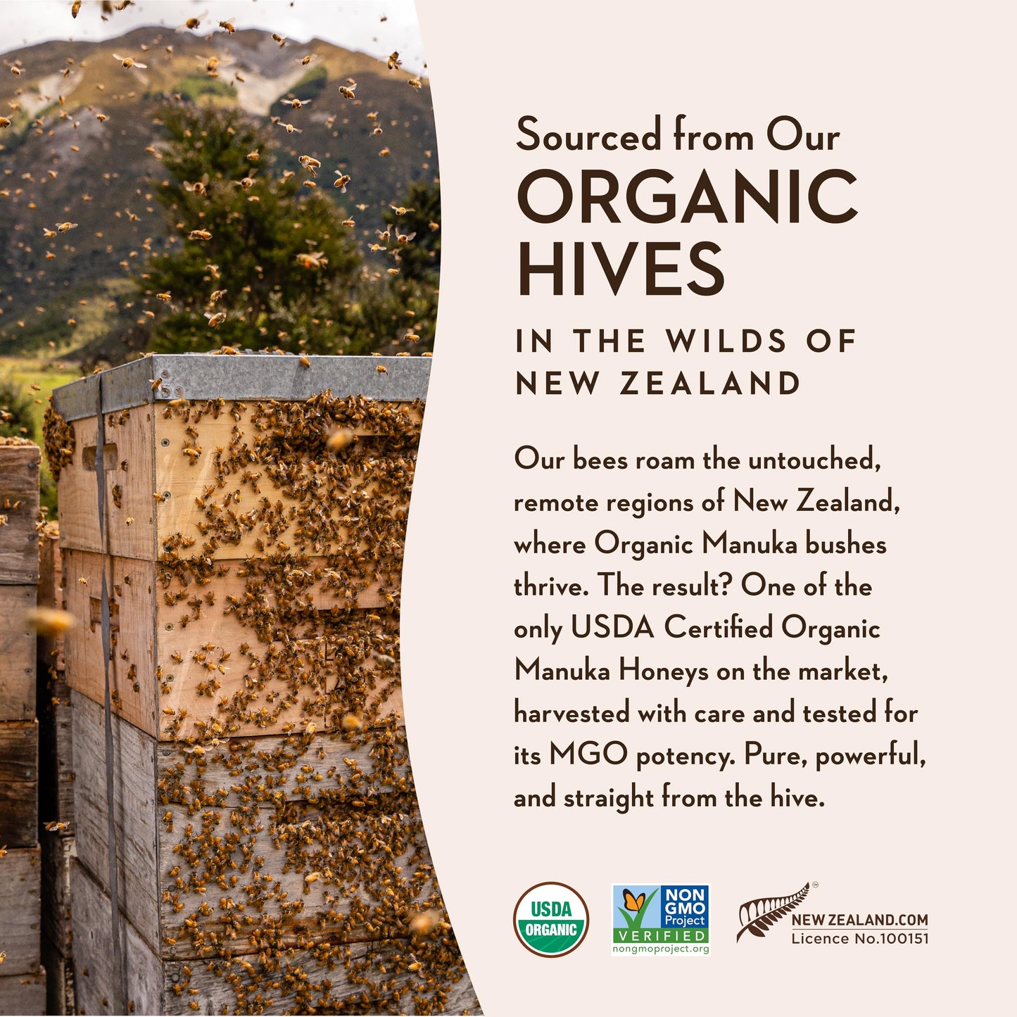 Wedderspoon Raw enhanced USDA Certified Organic Manuka Honey  50+ MGO  8.8 Oz  Unpasteurized New Zealand Honey  From Our Hives to Your Home