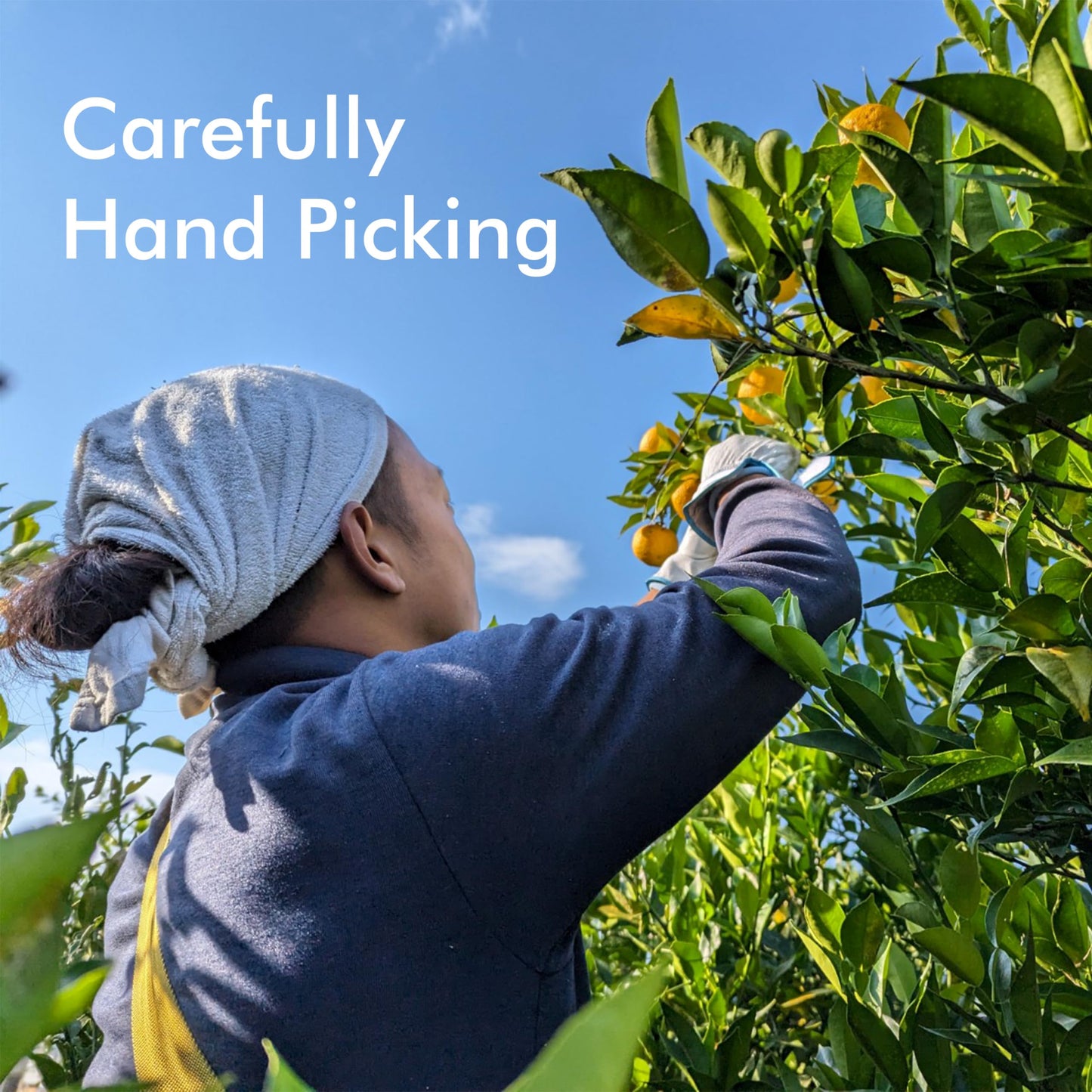 chaganju Yuzu Juice 100% Japanese Authentic, Natural Pure Flavor with No Additives, Vegan, Refreshing Aroma and Citrusy Flavor P