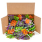 Halloween Lollipops - 2 Pound Box - Halloween Candy Bulk - Individually Wrapped Pumpkin Suckers - Trick or Treat Candy - Assorted Fruit Flavors - Blue Raspberry  Apple  Orange
