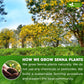 FRESHDRINKUS Senna Leaf Powder, 100% Natural, Vegan, 16oz, No Additives, Gluten-Free, Sugar-Free