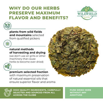 WILDFIELD HERBS 50 Bags White Mulberry Leaf Herbal Tea (Morus Alba) - 1.5g Bags, Natural Wellness, 50 Count
