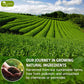 Tog999, Premium 60 Sencha Green Tea Bags, 100% Natural & Pure From Sencha Green Tea Leaves. Loose Leaf Sencha Herbal Tea. No Sug