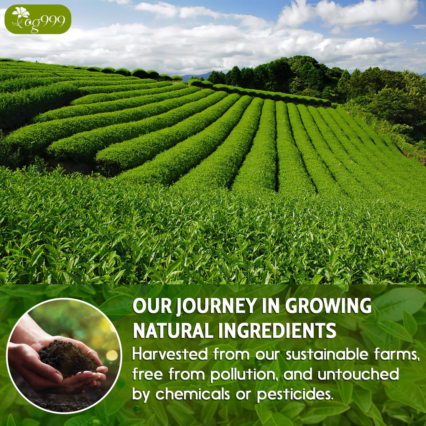 Tog999, Premium 60 Sencha Green Tea Bags, 100% Natural & Pure From Sencha Green Tea Leaves. Loose Leaf Sencha Herbal Tea. No Sug