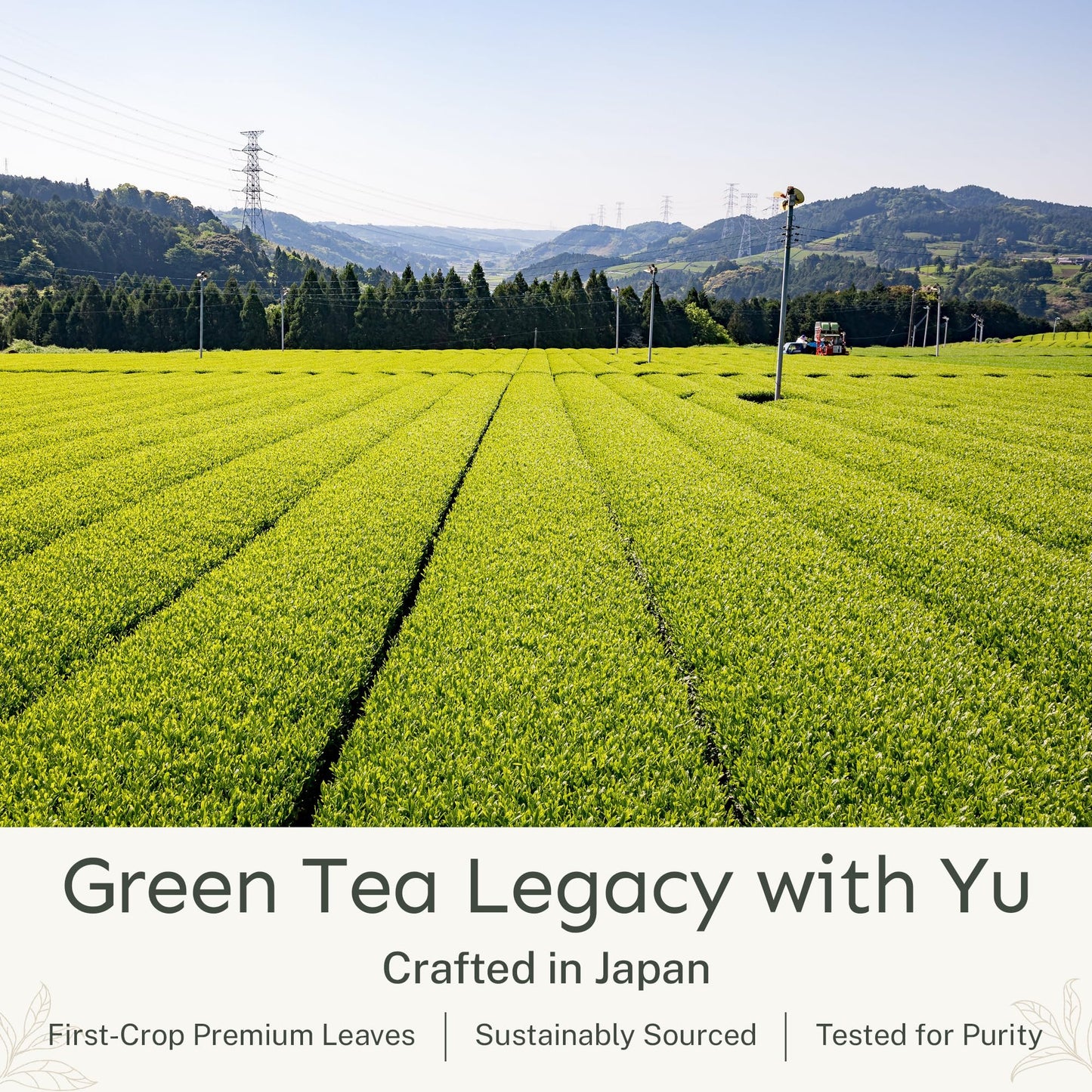 Yu Decaf Organic Sencha Green Tea Powder | Caffeine-Free | 2.65 oz Pouch | 100 Servings