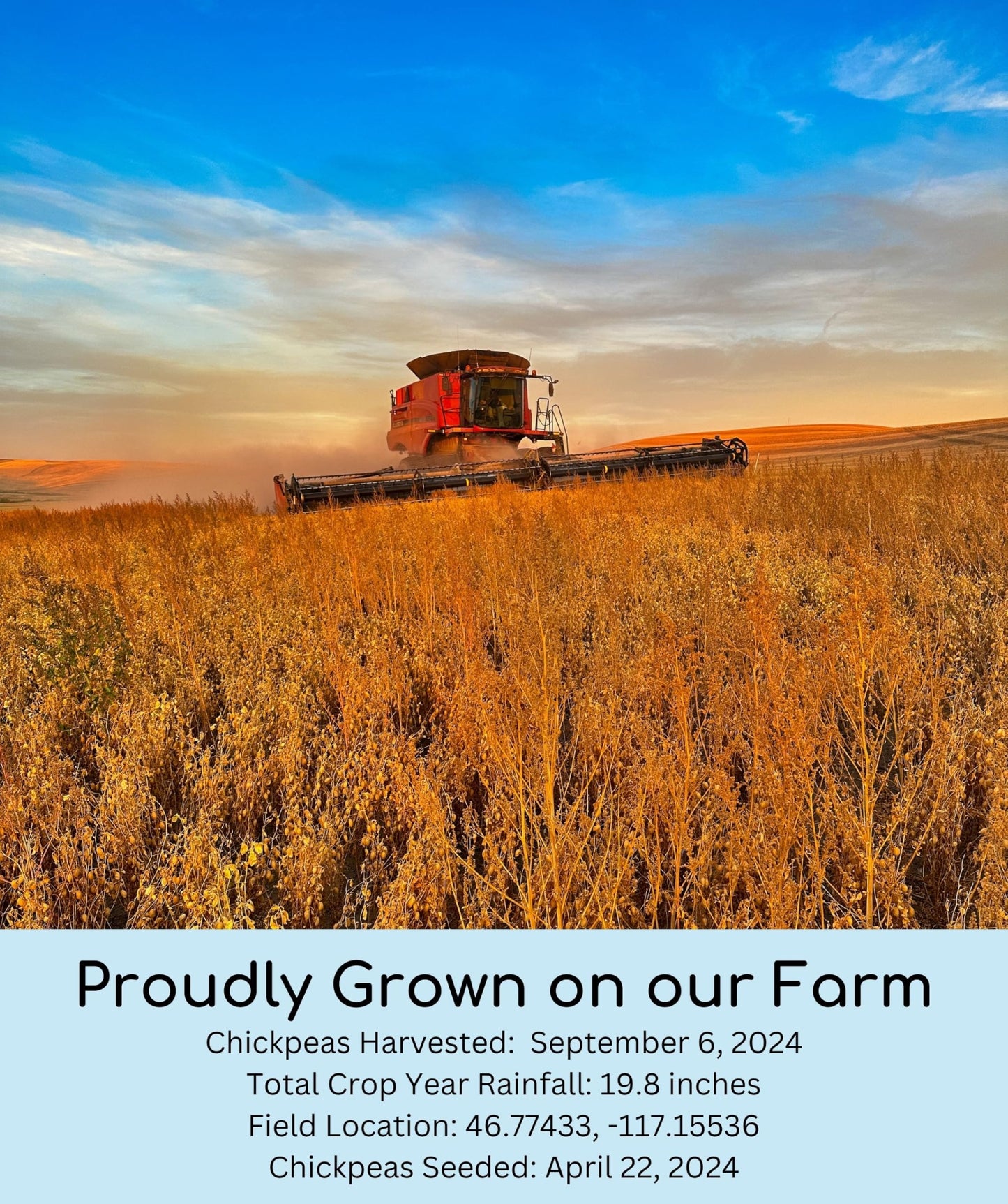 Certified Glyphosate Residue Free Chickpeas | Garbanzo Beans | 36 Lbs | Family Farmed In Washington State | Non-Gmo Project Veri