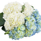 Farm2Door Flowers -Farm-Fresh Hydrangeas, 8 White And 7 Blue Hydrangeas Without Vase - Gift For Birthday, Sympathy, Anniversary, Thank You, Valentine, Mother’S Day Fresh Flowers