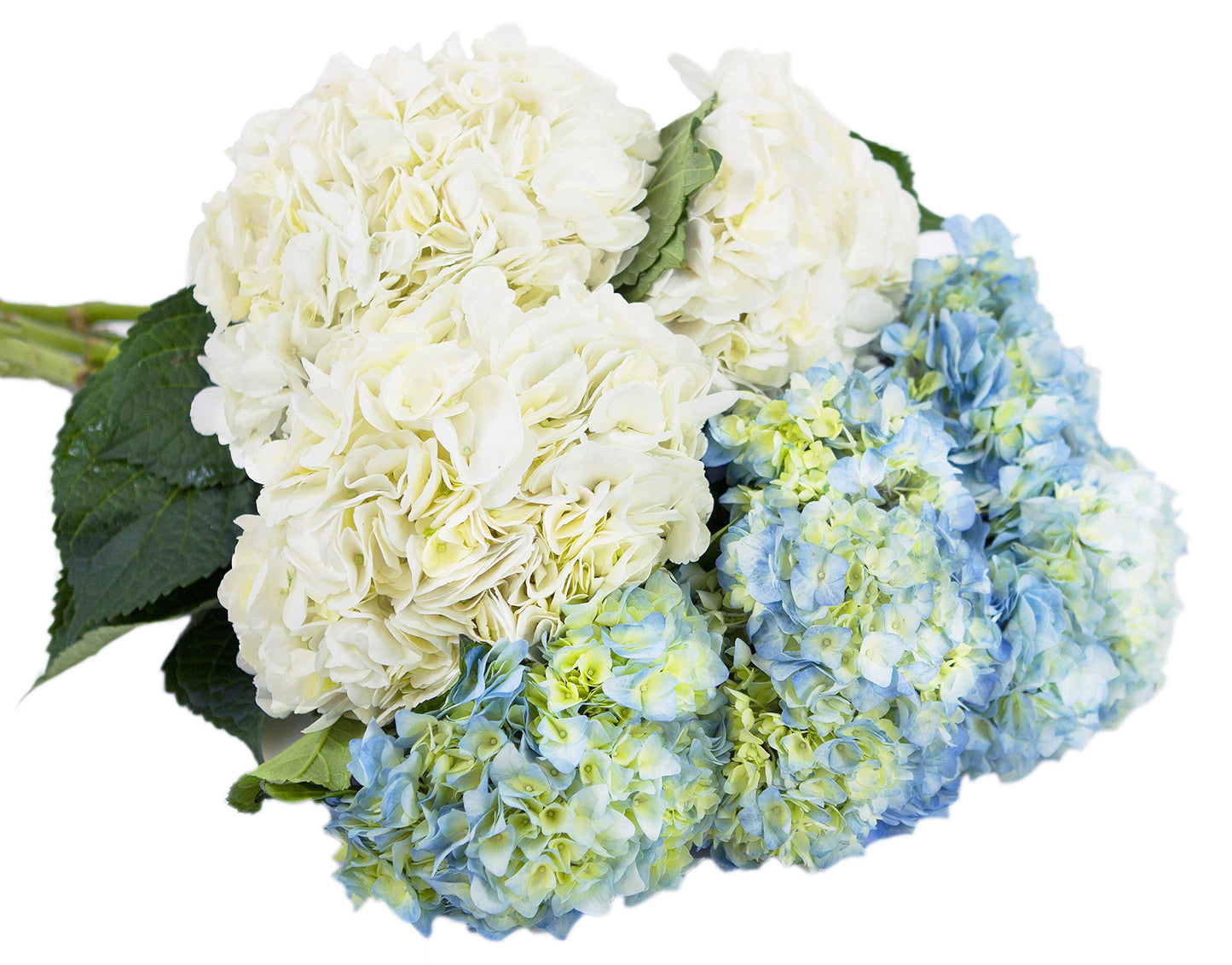 Farm2Door Flowers -Farm-Fresh Hydrangeas, 8 White And 7 Blue Hydrangeas Without Vase - Gift For Birthday, Sympathy, Anniversary, Thank You, Valentine, Mother’S Day Fresh Flowers