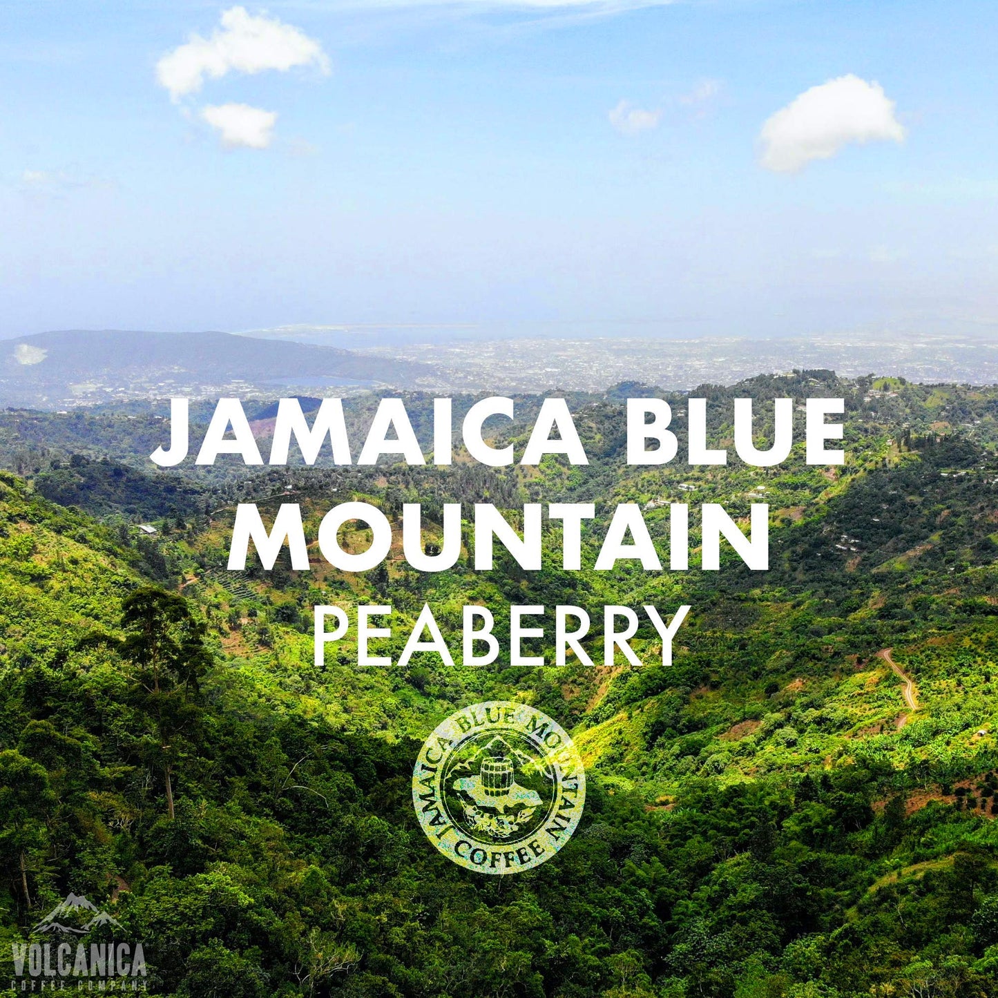 Jamaica Blue Mountain Peaberry Coffee, 100% Pure, Whole Bean, Fresh Roasted, 5 Lbs