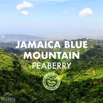 Jamaica Blue Mountain Peaberry Coffee, 100% Pure, Whole Bean, Fresh Roasted, 5 Lbs