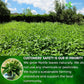 Premium Nettle Leaf Tea Bags, 100% Natural & Pure, Stinging Nettle Leaf Tea, Nettle Leaf Tea, Burn Nettle, Stinging Nettle, Nettle Tea, Stinger Tea, No Sugar/Caffeine & Gluten, Vegan