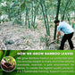 Dried Bamboo Whole Leaves, Bamboo Leaf, Sugar Free, Gluten Free, Whole Big Leaves, Bamboo Leaf For Cooking