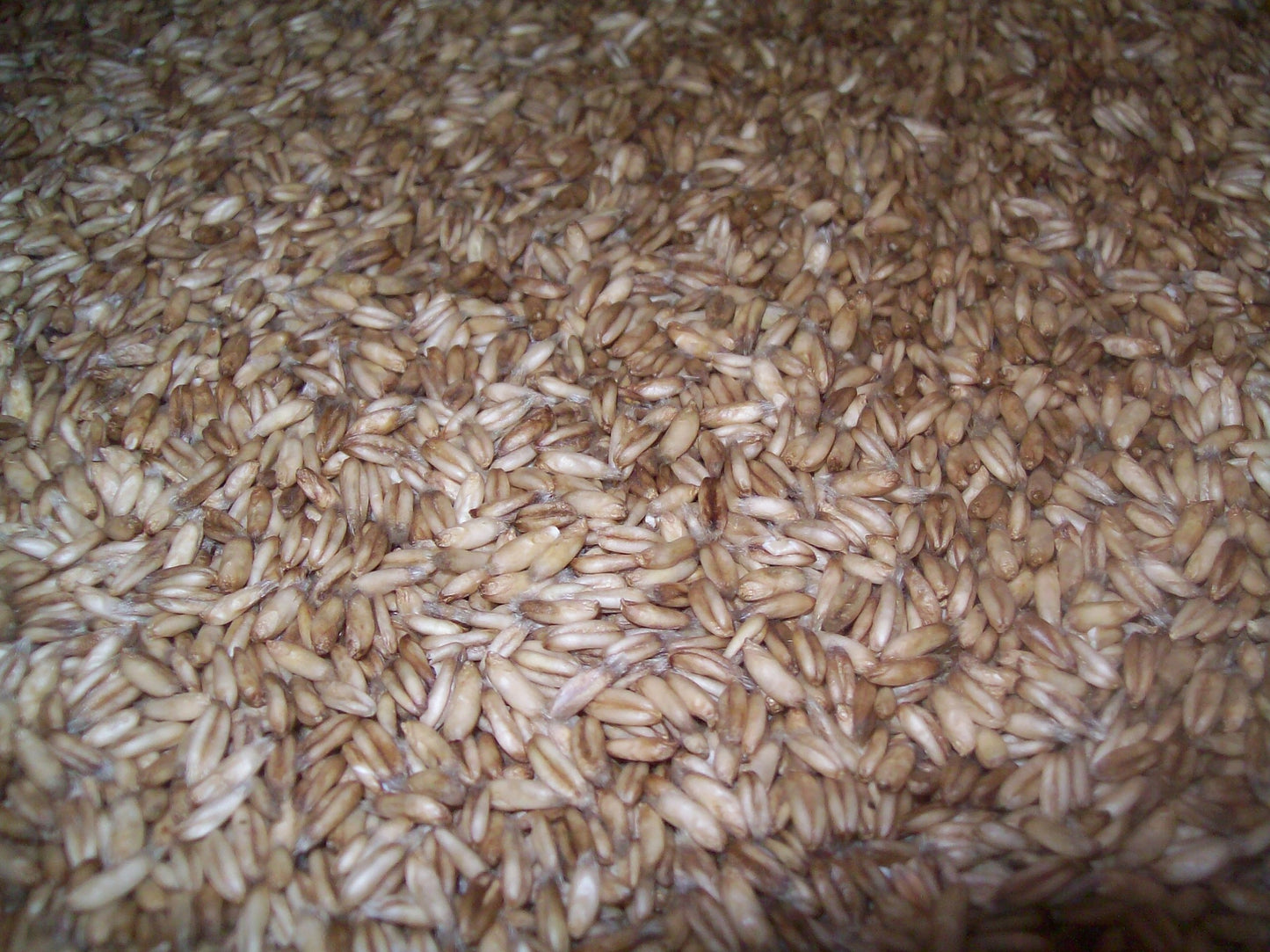 Quality Organic Whole Oat Groats, Raw Hulless Oats, 15 lbs, Organic, Clear Poly Plastic Bag