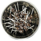 Chocolate Pops Bulk Candy 50+ Count Lollipops Suckers Variety Brown Only Value Pack Aprox. 2.25 Lbs (36 Oz)