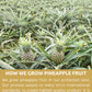 KAMVIVA Vietnams Freeze Dried Pineapple Fruit, 100g/3.5 Oz, 100% Natural, Pineapple Chunks, Bites, No Sugar Added, Non GMO, Glu