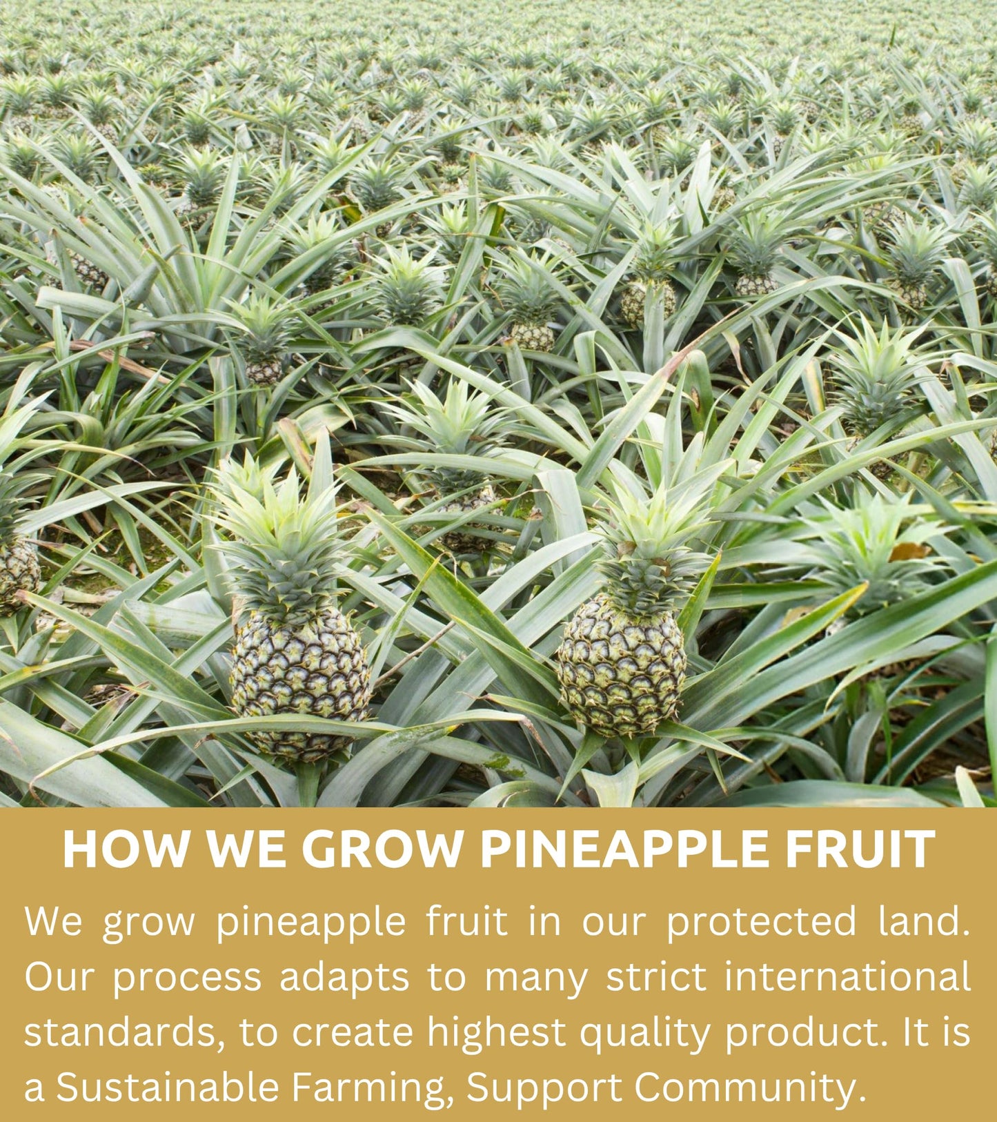 KAMVIVA Vietnams Freeze Dried Pineapple Fruit, 100g/3.5 Oz, 100% Natural, Pineapple Chunks, Bites, No Sugar Added, Non GMO, Glu