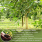 Natural Avocado Whole Leaves Dried, Tea Bags, 100% Pure from Avocado Leaves, Avocado Leaf Tea, Hojas de Aguacate Seca, No Additives, No Caffeine, Vegan
