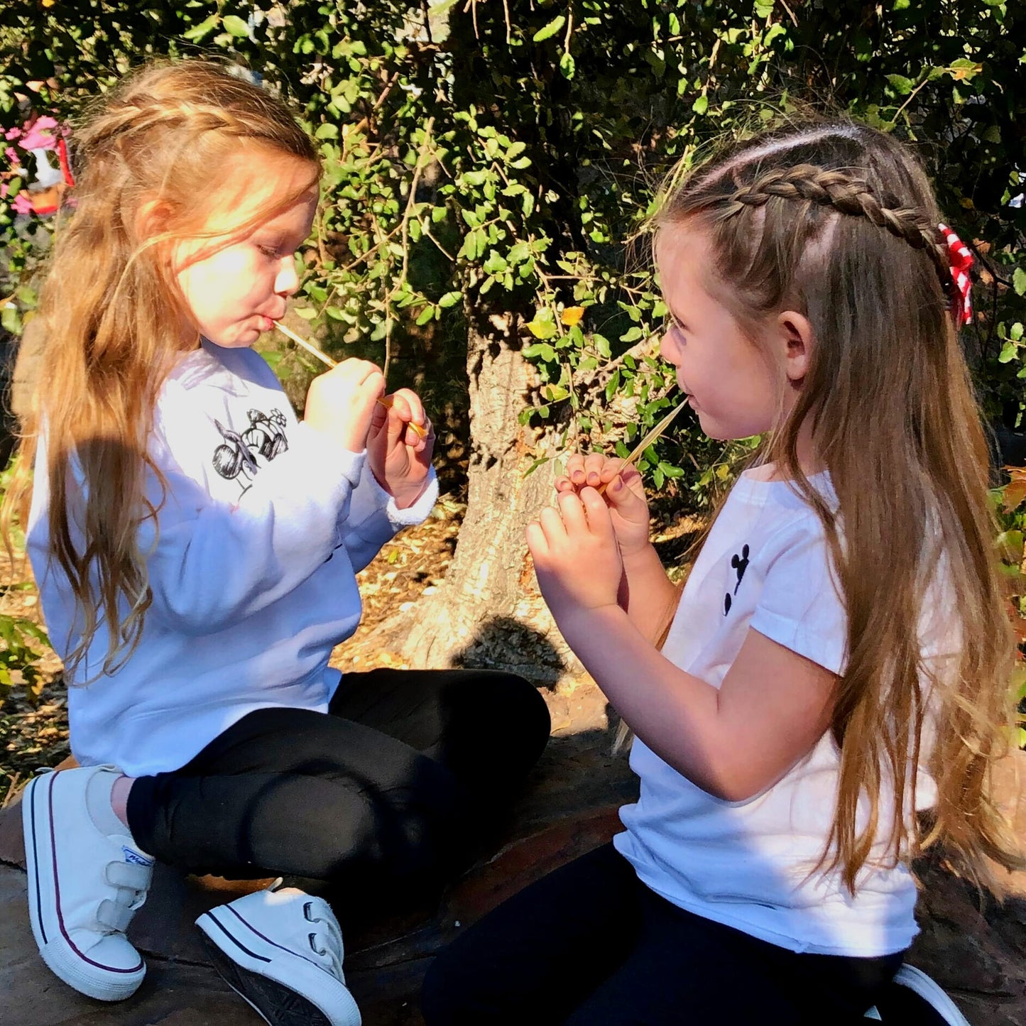 Flavored Honey Sticks - Farm Fresh Us Honey Packets For Tea, Travel, Kids - Variety Flavors