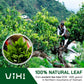 Vixi Black Tea Loose Leaf, (16.00 Oz), Vietnam'S Mountain Tea, Bold Flavored, Taste Like Assam Tea, Dried Whole Full Large Leave