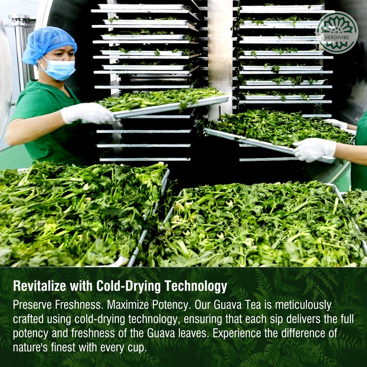Premium Guava Leaves Tea Bags - Cold-Dried For Maximum Freshness And Nutrient Retention - 45 Hojas De Guayaba Leaf Tea Bags (45,