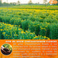 FRESHDRINKUS Chrysanthemum Flower Tea Bags - 120 Count, 100% Natural, Herbal, Vegan, No Sugar, No Caffeine, Eco-Conscious
