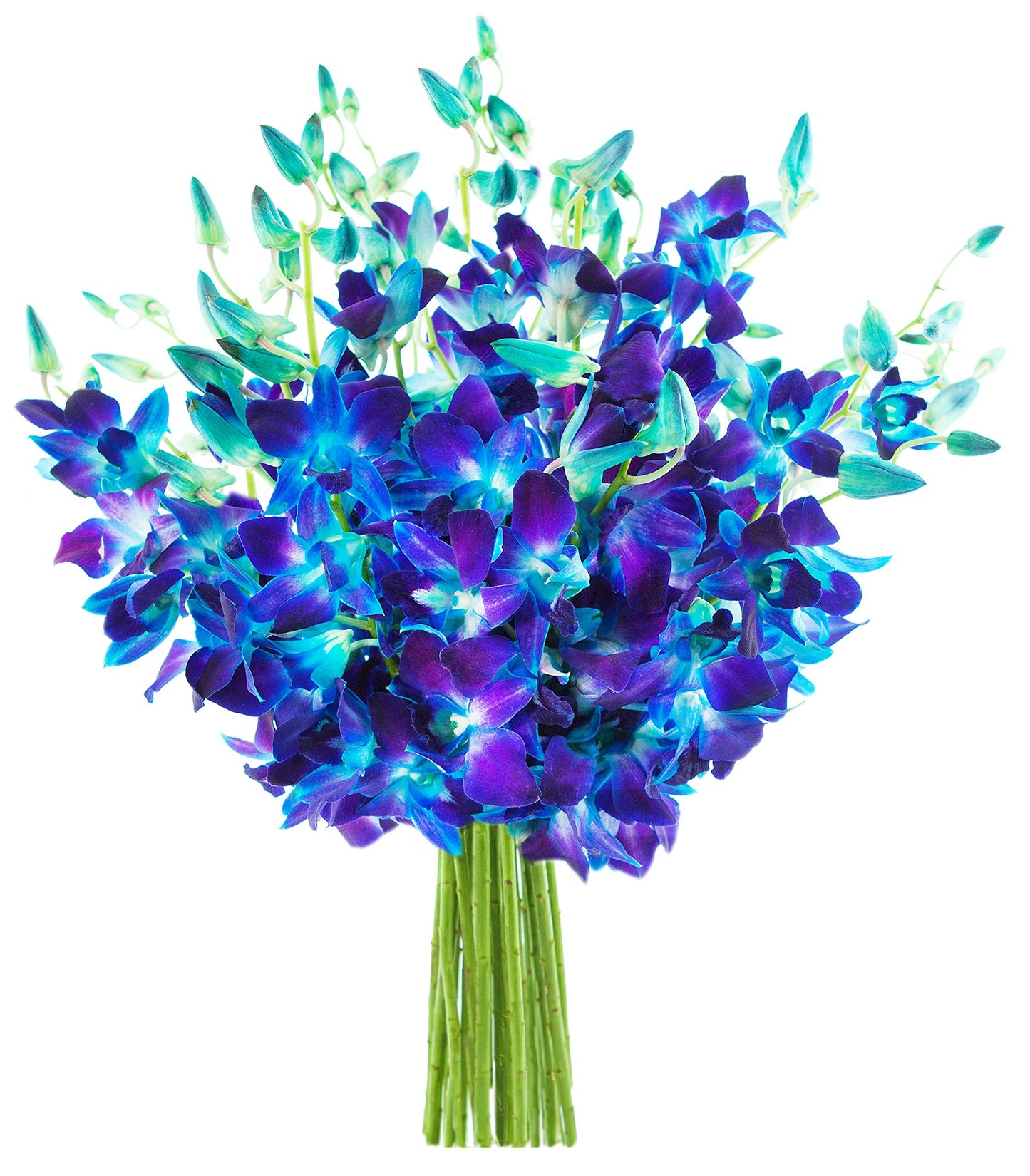 Kabloom Flowers - Exotic Blue Sapphire Orchid Bouquet Of 20 Fresh Blue Dendrobium Orchids From Thailand Without Vase. Gift For Birthday Valentine  Mothers Day Fresh Flowers