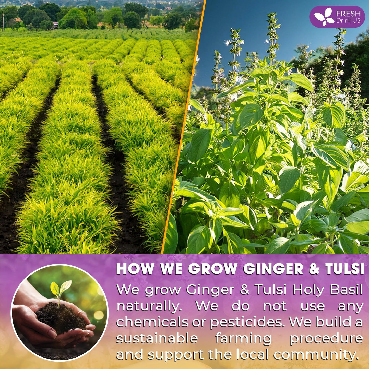 FRESHDRINKUS Ginger Tulsi Herbal Tea Bags, 100% Natural, Vegan, 55 Tea Bags