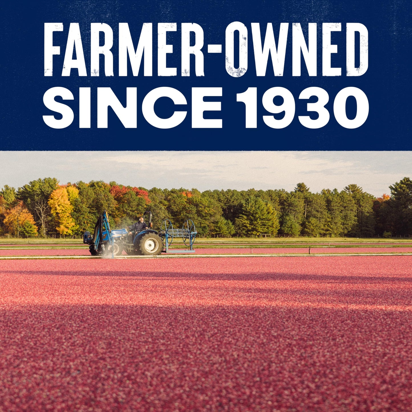 Ocean Spray Craisins Original Dried Cranberries, Dried Fruit, 6 Oz Pouch