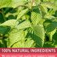 Olvvla Raspberry Leaf Tea Bags - 100% Pure Herbal Tea - Caffeine-free - 50 Count