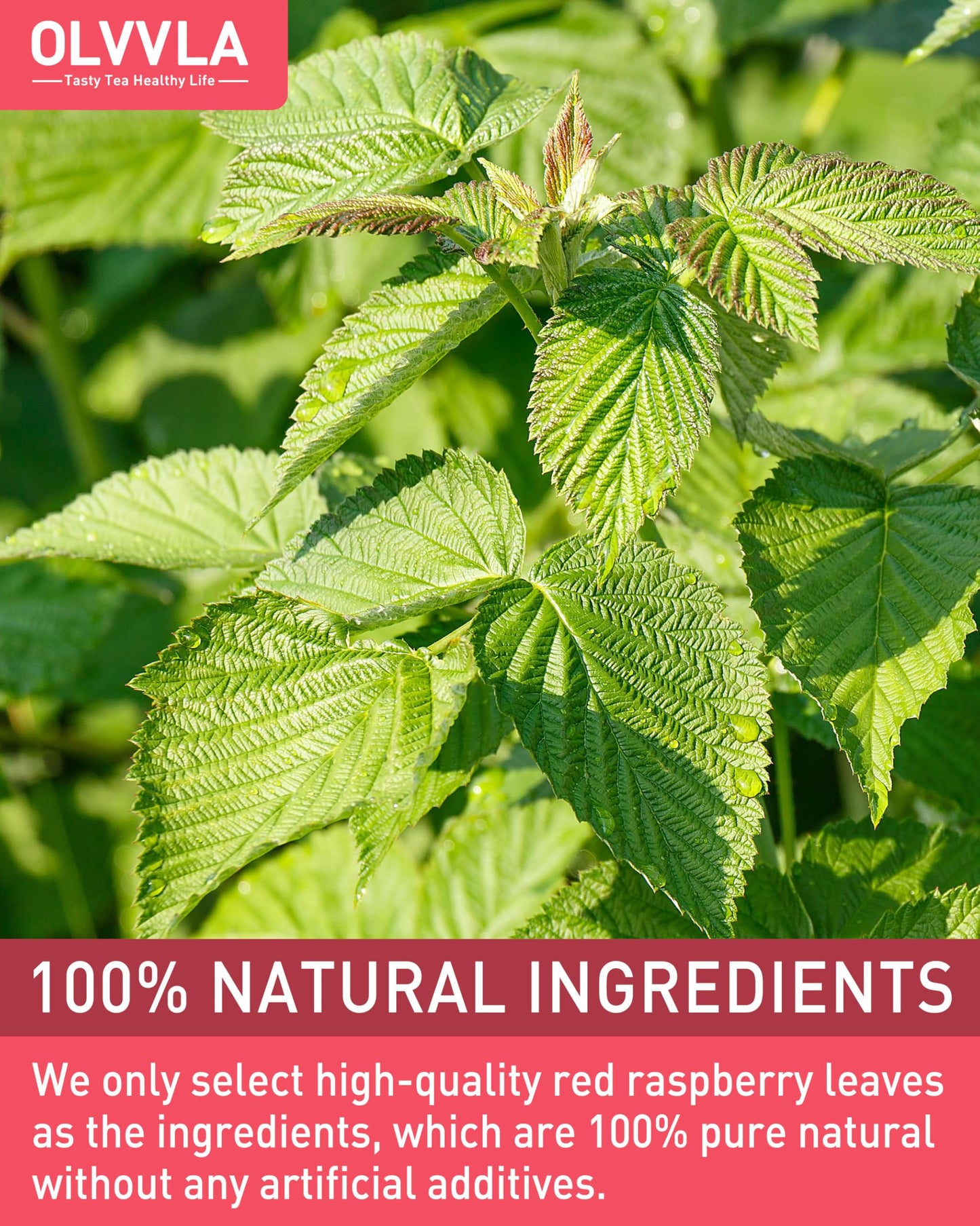 Olvvla Raspberry Leaf Tea Bags - 100% Pure Herbal Tea - Caffeine-free - 50 Count