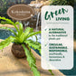 Better-Gro 17    Hanging Kokodama With Birds Nest Fern - Biodegradable, Natural Planter For Indoor/Outdoor Spaces, Sustainable H