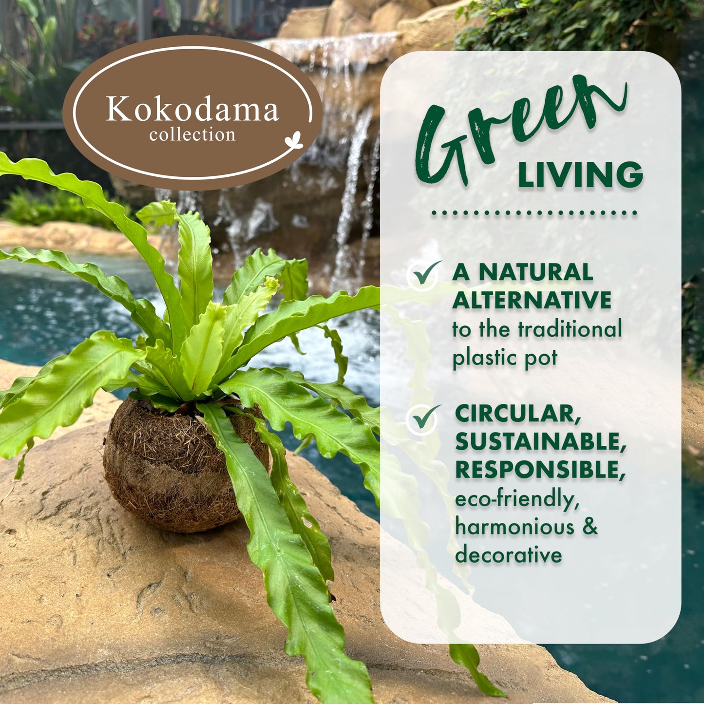 Better-Gro 17    Hanging Kokodama With Birds Nest Fern - Biodegradable, Natural Planter For Indoor/Outdoor Spaces, Sustainable H