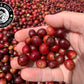 Koffee Kult Thunder Bolt Dark Roast Coffee Beans, Whole Bean, 5 Pound Bulk, 100% Arabica Blend