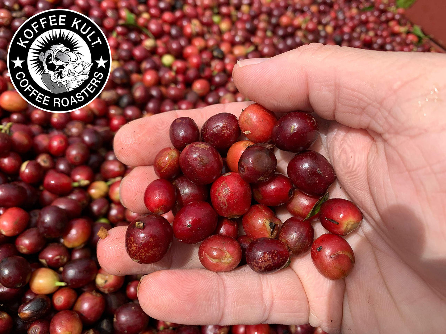 Koffee Kult Thunder Bolt Dark Roast Coffee Beans, Whole Bean, 5 Pound Bulk, 100% Arabica Blend
