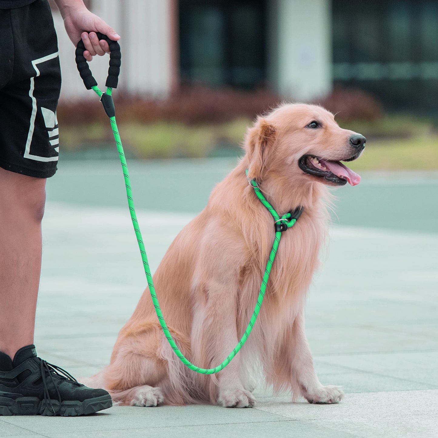 Iyoshop 6 Ft Durable Slip Lead Dog Leash With Zipper Pouch, Padded Handle And Highly Reflective Threads, Dog Training Leash, (Me
