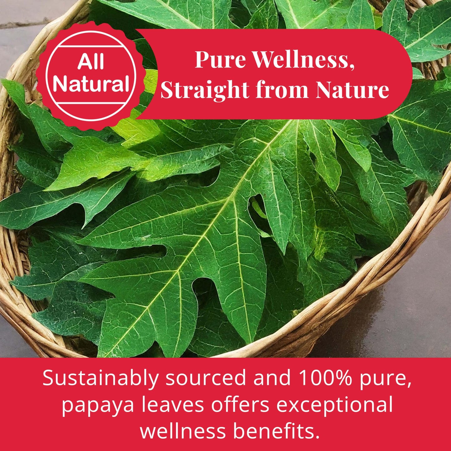 Akshit Organic Papaya Leaves Tea, 5.2 oz, Dried Fresh Green Papaya Leaf, Caffeine-Free, Sugar-Free, Pack of 2