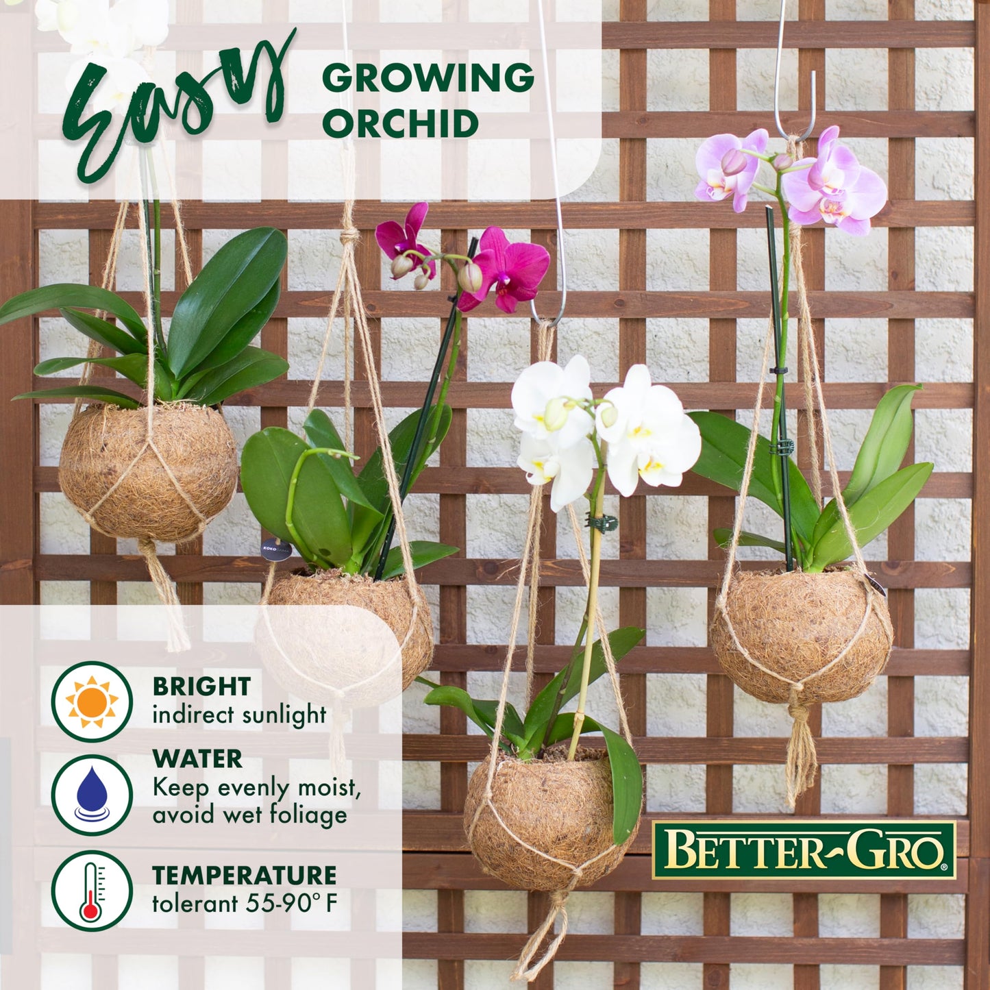 Better-Gro 19.5'' Hanging Kokodama With Phalaenopsis Orchid - Indoor/Outdoor Biodegradable Planter For Home Decor And Gifts, Eco