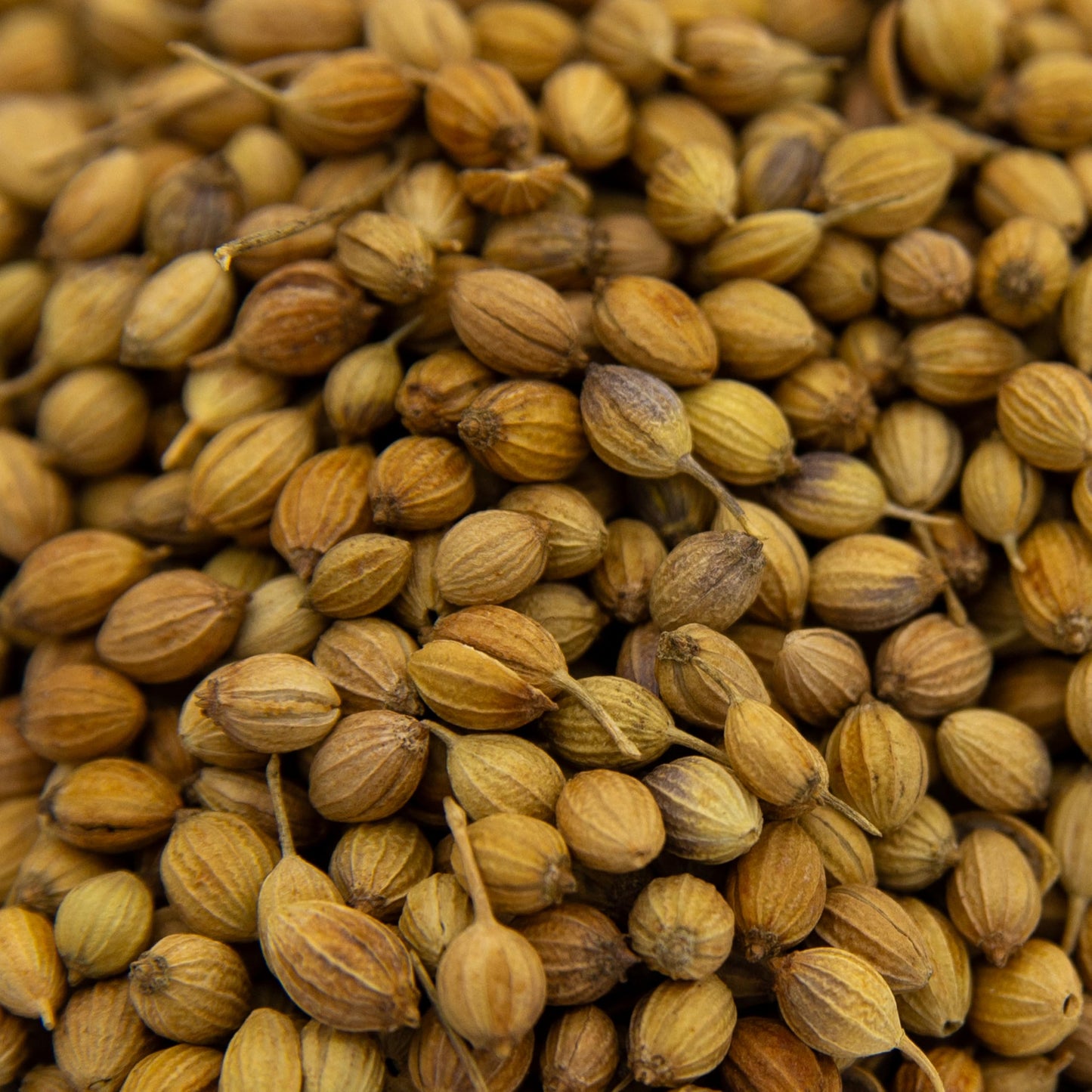 3 Lbs Coriander Seeds - Despensa Colombiana Cilantro Seed - Bulk Coriander Seeds Whole 3 Lbs - Semillas De Cilantro - Ideal For