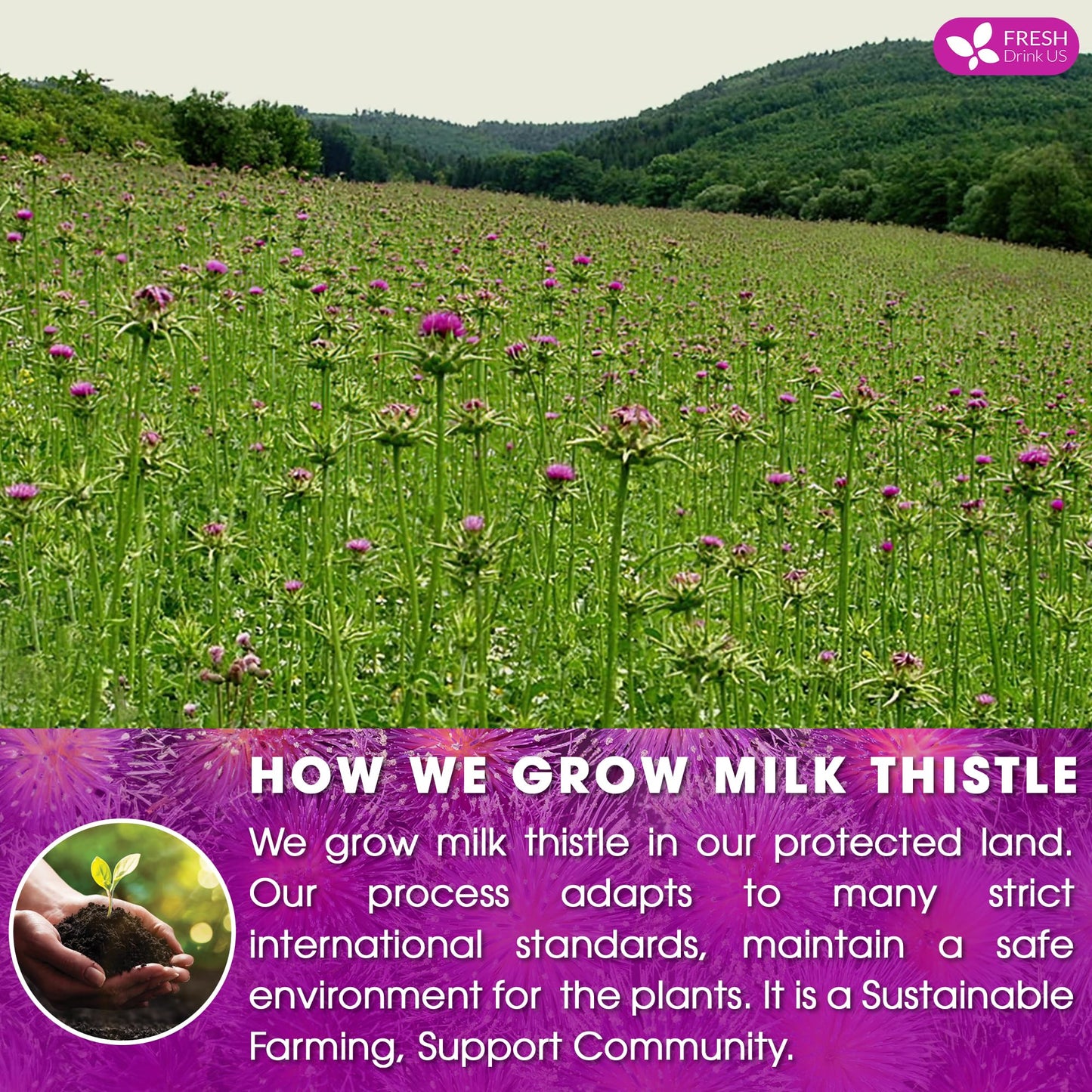 FRESHDRINKUS Milk Thistle Herbal Tea - 100% Natural, 75 Tea Bags, Vegan, No Sugar, No Caffeine, Gluten-Free